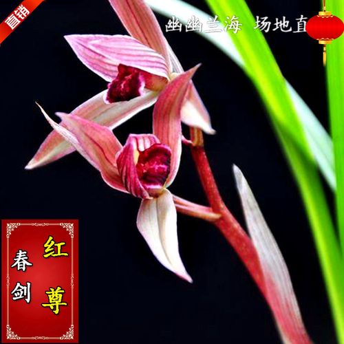 带花苞 红尊 春剑 老种 浓香 兰花 盆栽 阳台 花卉 绿植