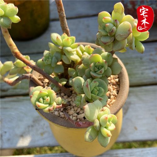 香草多肉 一物一拍  多肉植物精品多肉老桩多肉 宅木多肉