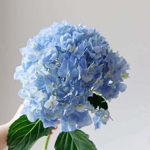 批礼品婚礼婚庆商务水养鲜切花插花装饰摆件妇女节礼物 浅蓝色绣球1枝