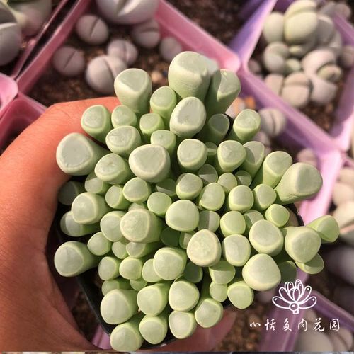 多肉植物五十铃玉群玉花卉绿植新手特价组合套餐阳台客厅创意生活