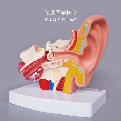 耳朵模型人体器官解剖结构耳道采耳外中内听觉幼儿童医学教学模具