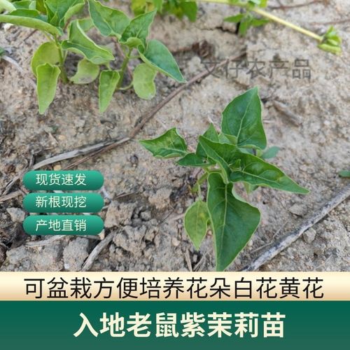 新鲜入地老鼠苗 紫茉莉苗 钻地老鼠苗 中药材产地直销 包邮