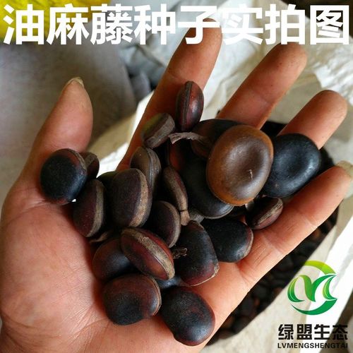 油麻藤种子/牛马藤/常绿油麻藤/大血藤/四季常青藤本植物