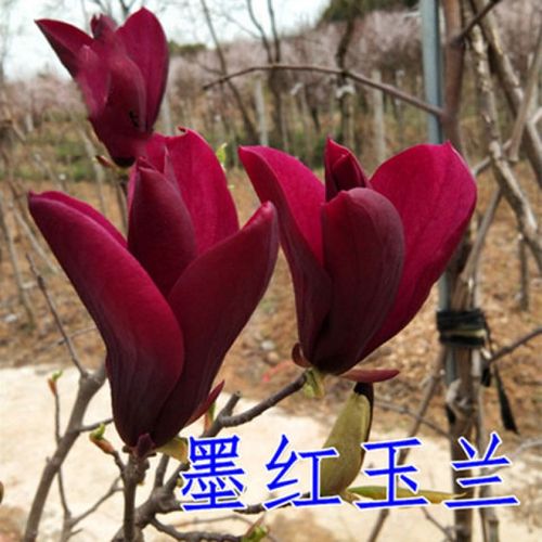 玉兰树苗大型庭院树木红白黄紫盆栽地栽绿化风景耐寒庭院玉兰花苗