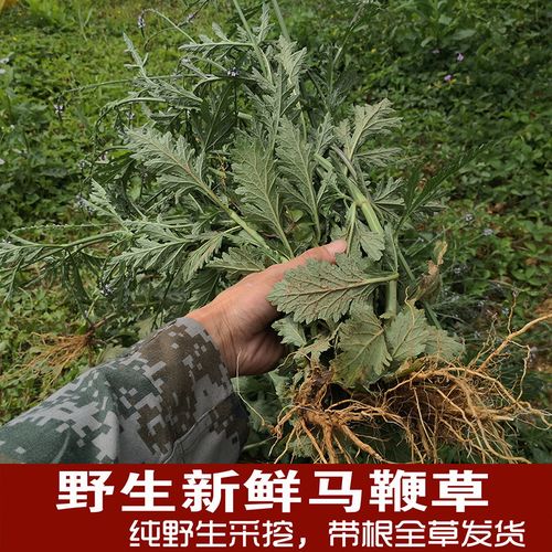 马鞭草野生新鲜 铁马鞭 马边草 中草药500g包邮马鞭草苗