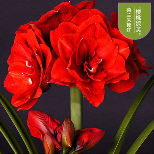 现货荷兰重瓣朱顶红大花超大种球多花苞四季好养活室内盆栽花种子