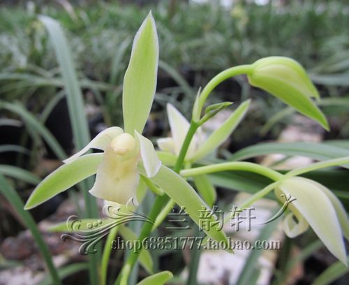 客厅花卉兰花四季兰建兰 银边大贡 浓香大素花 舌深处带桃腮 老种