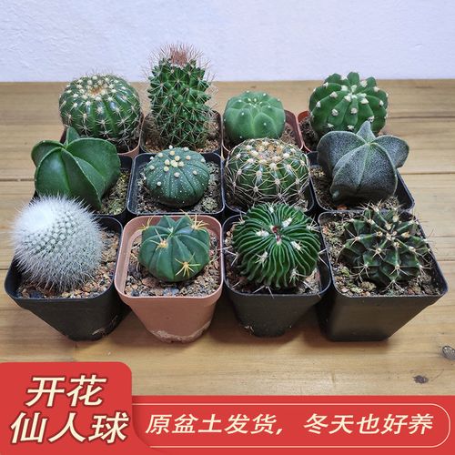 仙人球套餐开花品种新手组合仙人掌鸾凤玉星兜室内小盆栽绿植花卉