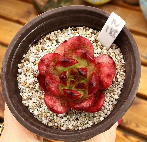 蒙布朗 肉肉盆栽新手多肉植物9厘米盆 有根 一物一拍!肉肉 植物