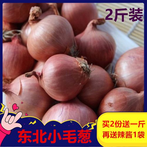 东北小毛葱东北特产独头葱新鲜包邮生吃鬼干小洋葱头圆红葱