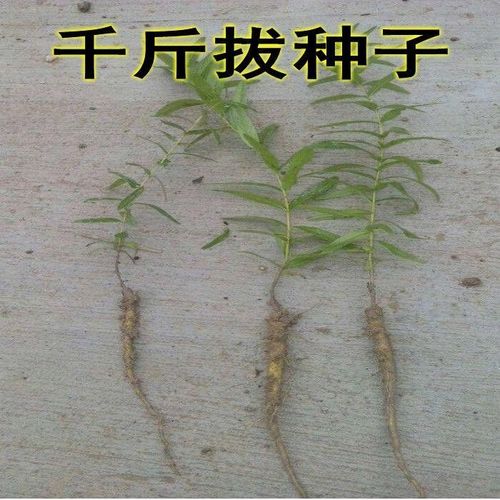 优质药材种子千斤拔种子小叶金拔种子大叶千金拔种子盆栽庭院种植