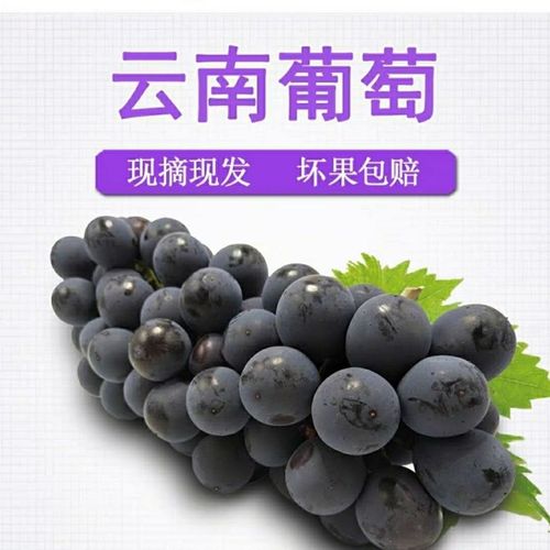 夏黑蓝莓葡萄黑提无籽巨甜新鲜应季产地现摘直发孕妇1/2/3/5斤
