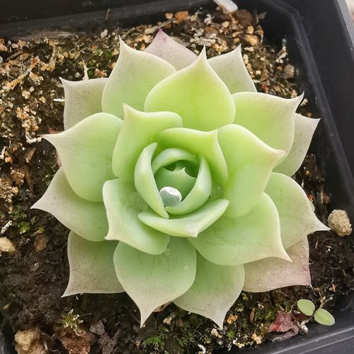 肉肉植物梅丽阁翡翠塔多肉盆栽阳台窗台美观趣味绿植稀有品种