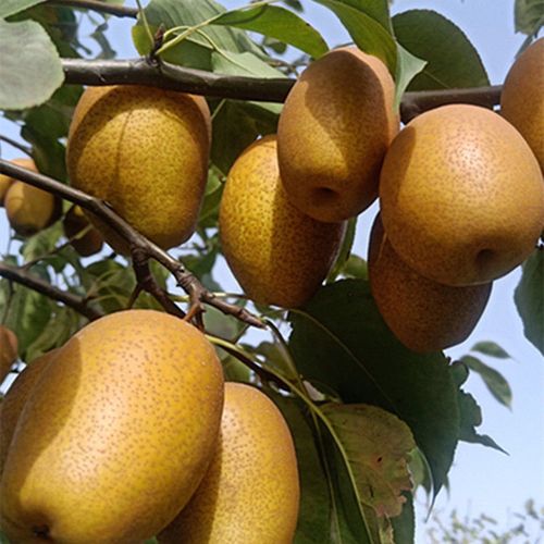 孕妇水果梨沙梨金珠果秋月梨黄梨药梨润肺止咳