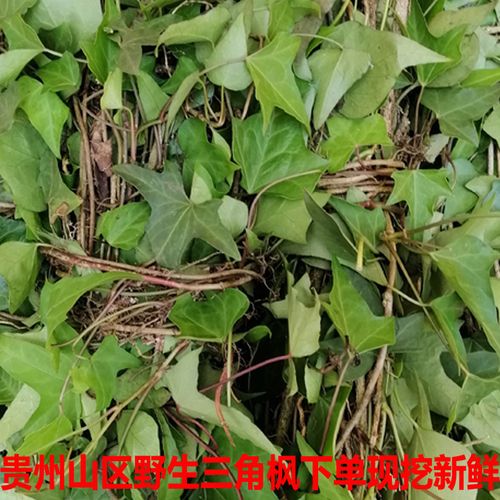 新鲜野生三角风中药材 爬山虎 异叶地锦 小叶红藤 吊岩风 三皮风