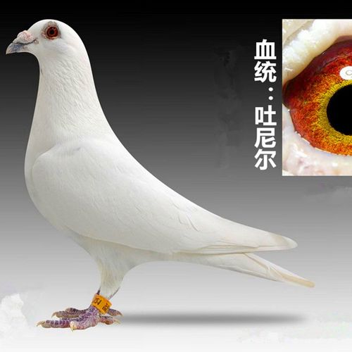 纯白幼鸽/血统鸽子代吐尼尔村松白血统白色信鸽/原配种鸽.
