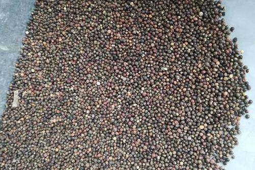 0/斤 千斤拔种子  小叶红皮千斤拔子   饱满发芽率高提供种植技术