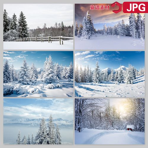 冬季冬天雪地白雪森林丛林松针圣诞节圣诞树风景图片设计素材