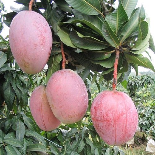 (现摘 顺丰)海南红玉芒果 红玉文芒 特大红芒果 应季热带新鲜水果