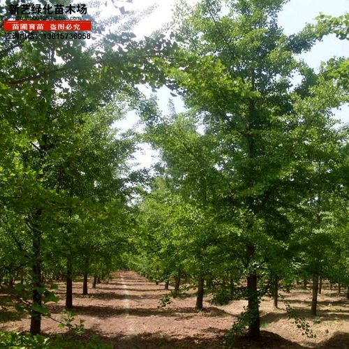 银杏苗银杏树苗银杏果苗白果百果树苗银杏树苗绿化占地量大优惠