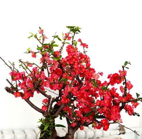 【买一送一】海棠花盆栽四季海棠花日本海棠盆景树桩室内绿植花卉