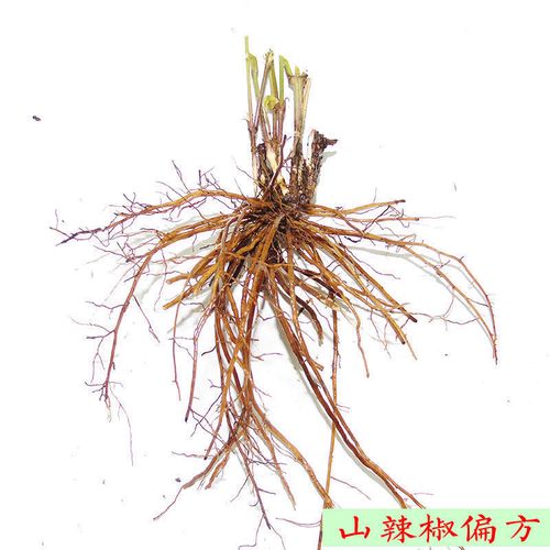 山辣椒 威灵仙苗子 种子 易成活常用药材 能吃能去病偏方 适应广