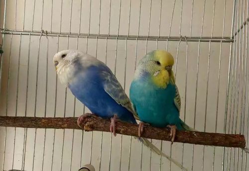 特色大头虎皮鹦鹉纯国血台血欧血血统鹦鹉可说话可手养