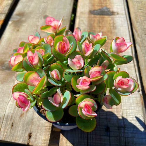 彩色白姬之舞贝壳锦 多肉植物粉色系新手好养室内庭院防辐射盆栽