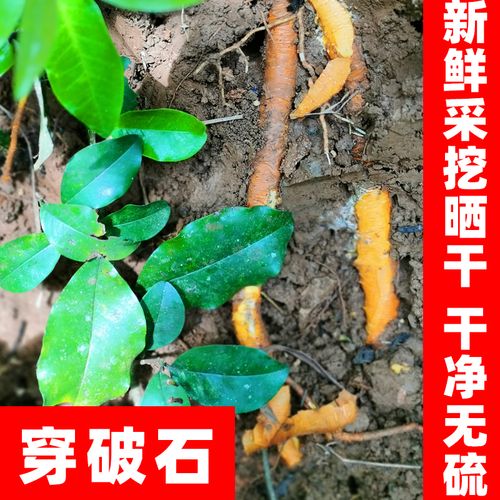 广西野生穿破石 自挖自晒九层皮小拓树根山荔枝构棘根中药材