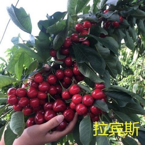 【精选】车厘子大樱桃嫁接果树苗耐寒耐旱当年结果四季盆栽地载南北方