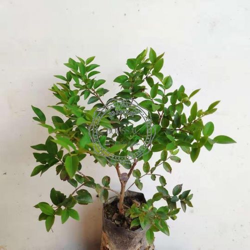 艾斯卡嘉宝果四季红妃福冈树葡萄加多宝小果树盆栽可食用家宝果苗