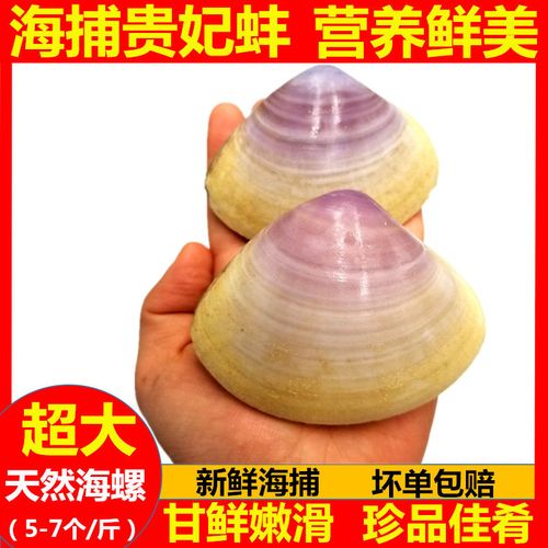 批发活冻贵妃螺特大西施舌无沙美贝网红新鲜大海螺海鲜水产高档