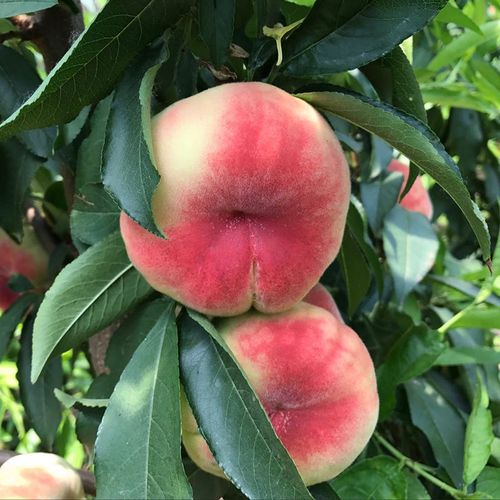 红蟠桃树苗美国红蟠桃苗嫁接新品种特大毛蟠桃树果苗桃树嫁接果苗【5