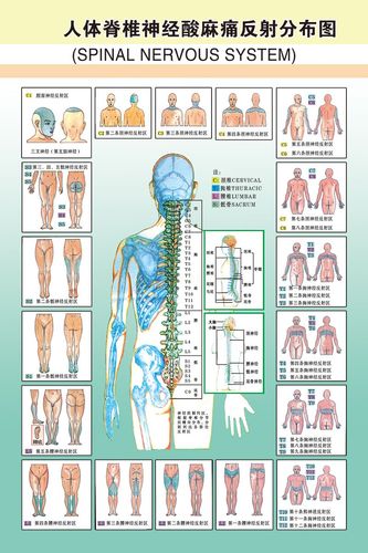 人体脊椎神经酸麻痛反射分布图中医馆诊所装饰画健身房私教室墙纸