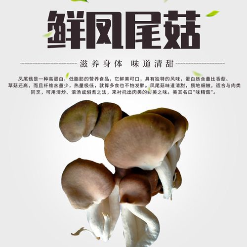 巨隆鲜凤尾菇新鲜平菇凤尾菇肉厚蚝菇食用菌新鲜蔬菜(鲜凤尾菇(500g)