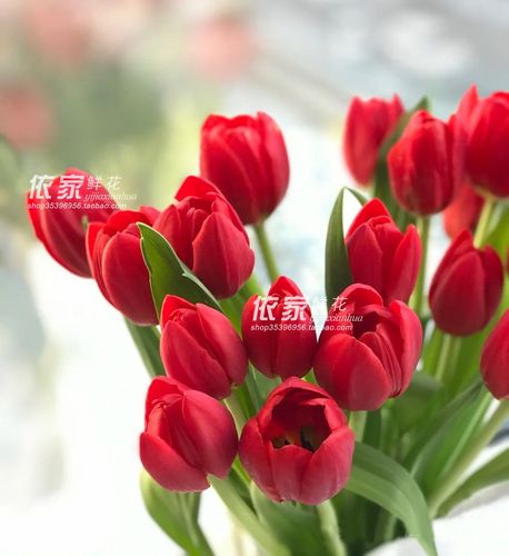 红色郁金香 年宵喜庆花材荷兰进口鲜花鲜切花家用水养瓶插花10支