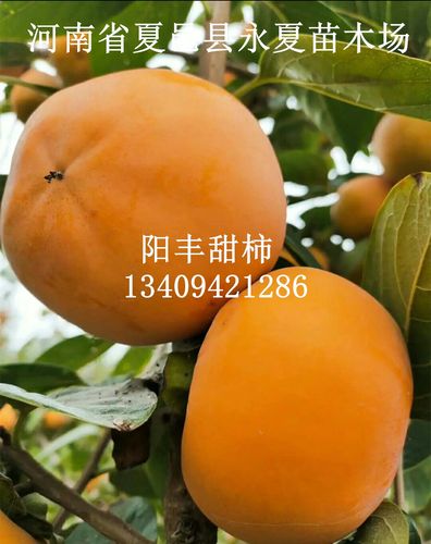 阳丰甜柿苗日本脆甜柿子果树苗无核脆柿子苗懒柿子苗水果柿子苗