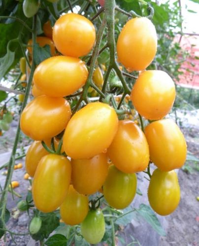 良种孑蔬菜种子金圣果黄圣女 黄美人 东方明珠 番茄黄柿子黄番茄