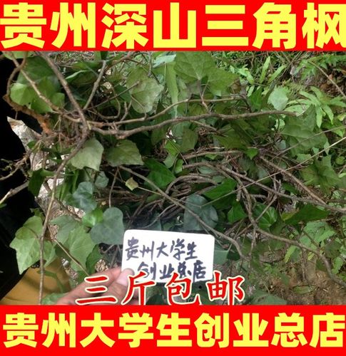 贵州深山中药材三角枫500g 中药材常春藤  追风藤 上树蜈蚣