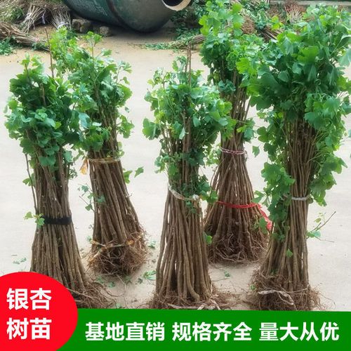 银杏树活苗大树金叶银杏树苗拆迁占地苗银杏树小苗庭院别墅绿化苗