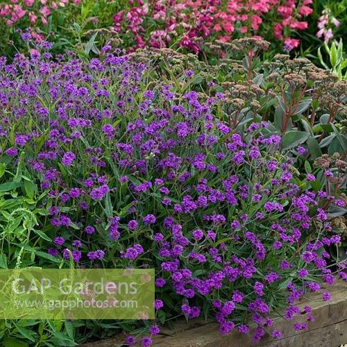 【嘉瑞】宿根花海植物 矮生马鞭草"桑托斯"  盆栽苗