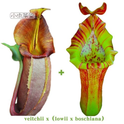 维奇x(劳氏x博世)猪笼草实生苗大型宽唇小虫草堂育种食虫植物绿植