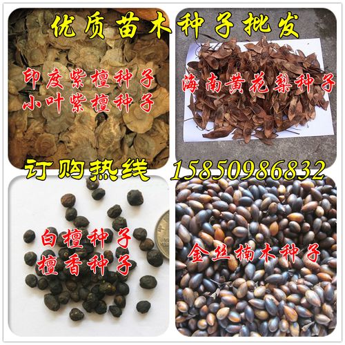 正宗海南黄花梨印度小叶紫檀种子降香黄檀沉香菩提金丝楠木树种子