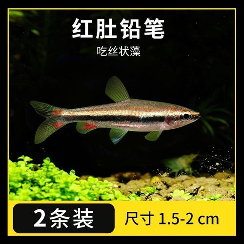红肚铅笔鱼活体活物火焰铅笔紫艳铅笔吃丝藻鱼缸群游鱼热带家养办公室