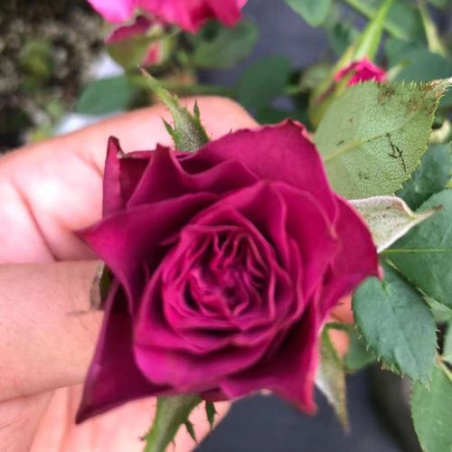 多头蓝莓切花玫瑰花苗别名蓝莓之夜根接月季颜色独特盆栽地载勤花