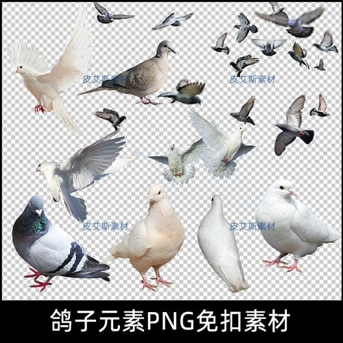 png免扣和平鸽白色鸽子鸟类鸟群透明背景开业影楼后期ps文件素材