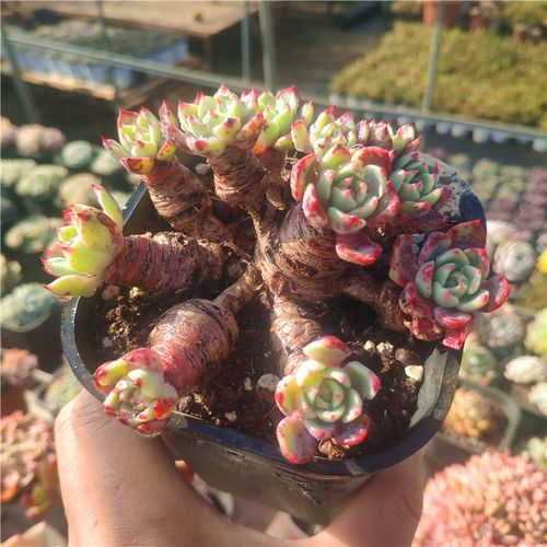 灰姑娘 多肉植物小老桩盆栽群生多头精品控养花卉绿植盆栽庄