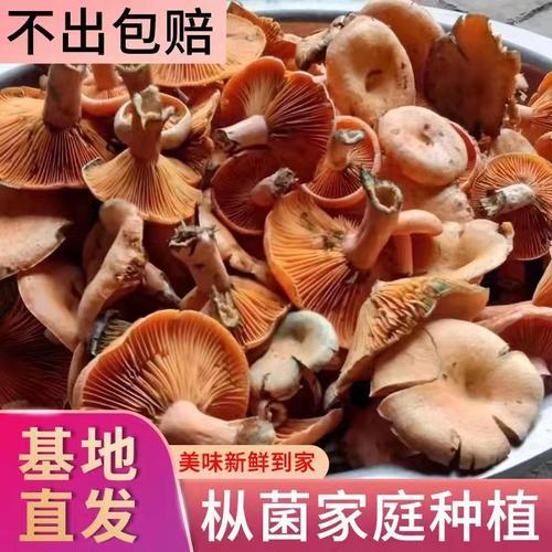 乌枞菌野生菌种子高产湖南特产黄枞菌包人工种植寒菌松树菌重阳菌