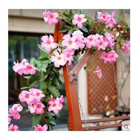 飘香藤双线藤花苗 阳台藤蔓花卉 四季开花双喜文藤爬藤植物盆栽