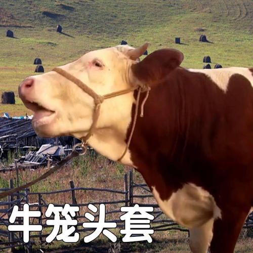 马牛笼头小可调大节尼龙绳牛马牛笼项圈拴牛缰绳牛